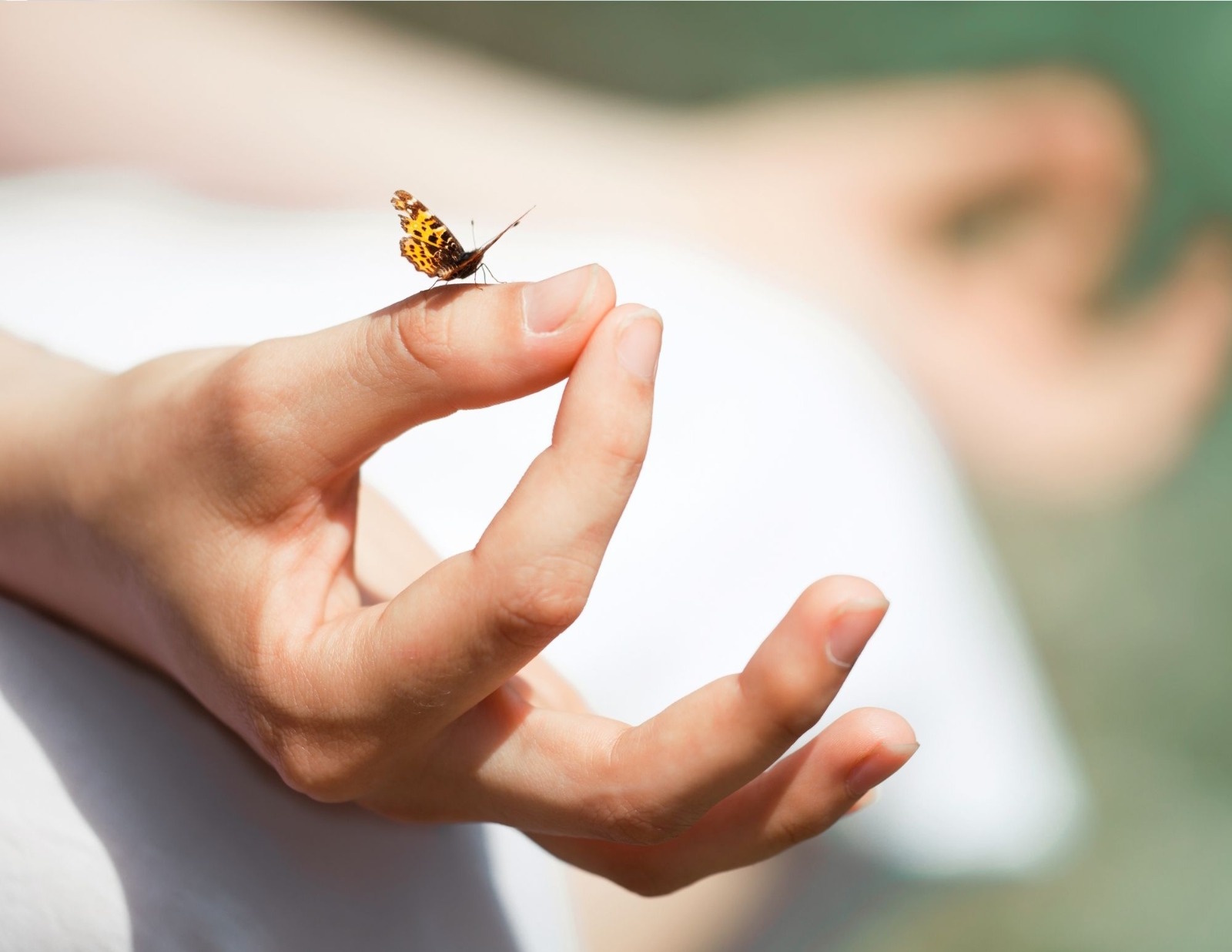 Main zen avec un papillon symbolisant le respect de la vie