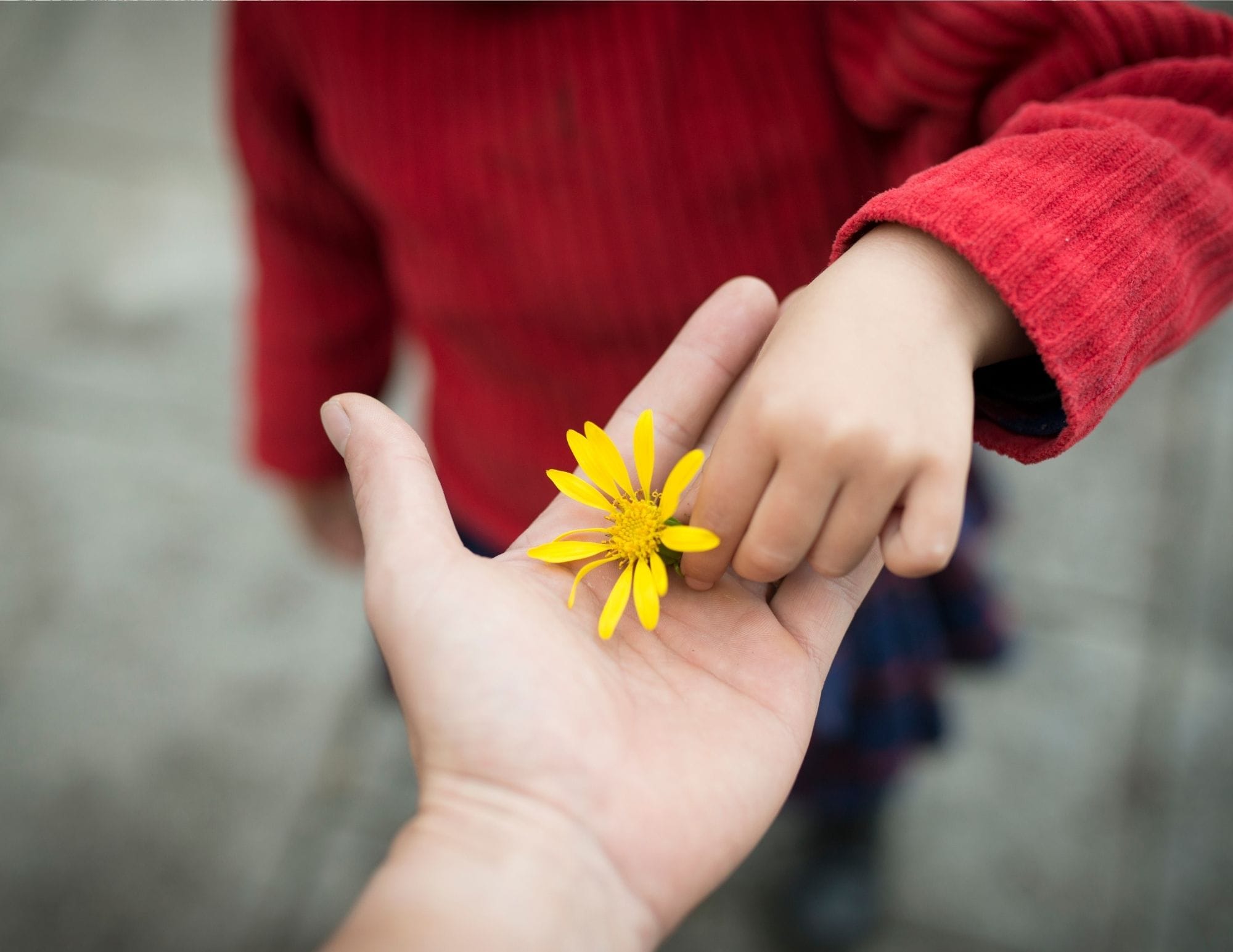Geste de don et de gratitude avec une fleur jaune