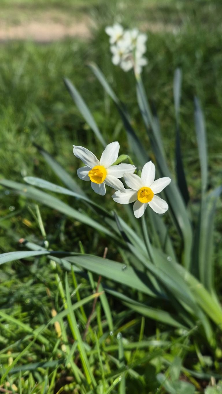 Renouveau du printemps, fleurs blanches