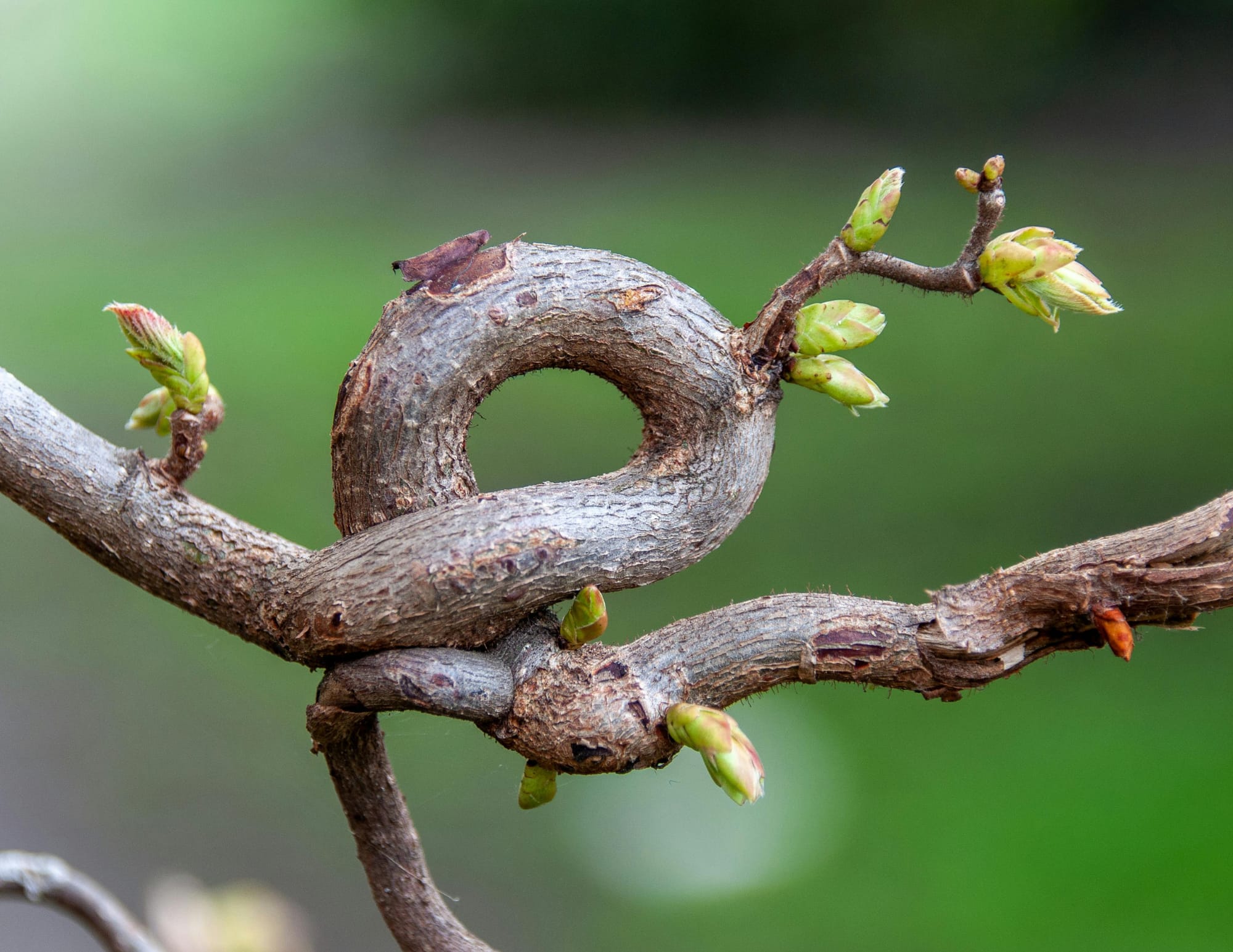 Branche d'arbre avec un noeud symbolisant la force et la douceur