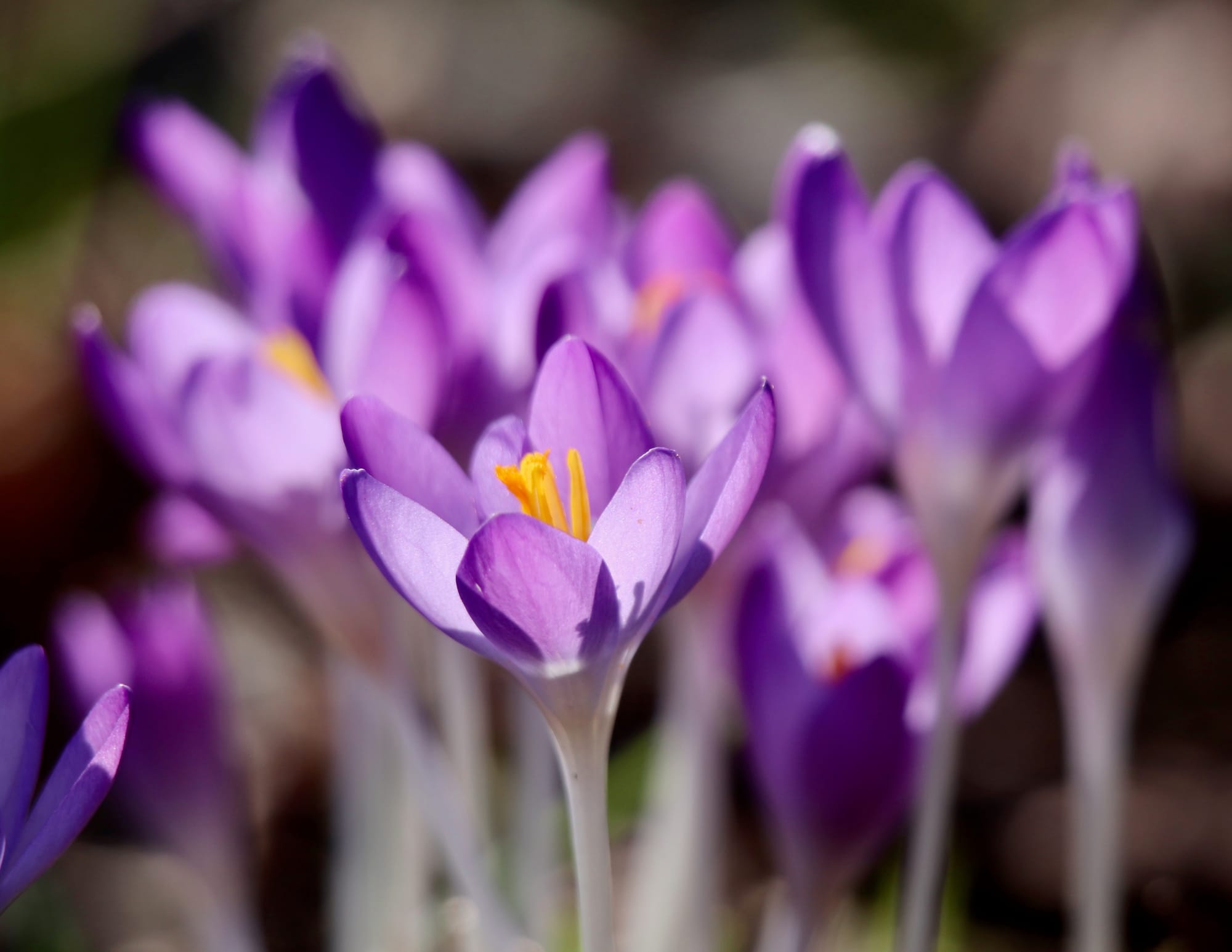 Fleurs violettes en éclosion pour le renouveau