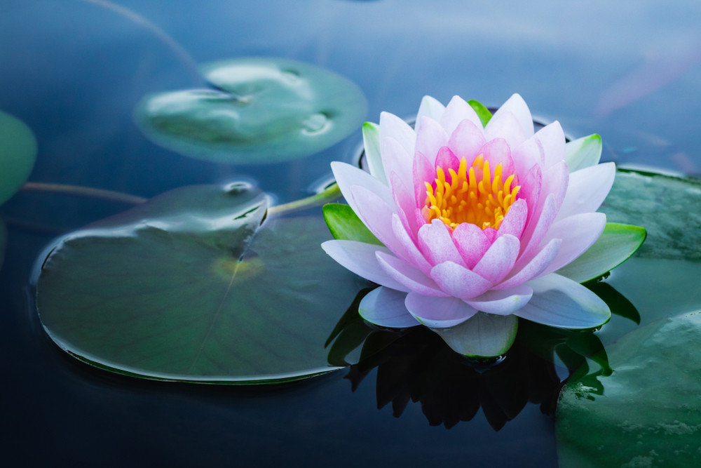 Lotus sur un lac symbolisant l'apaisement immédiat d'un reiki rapide