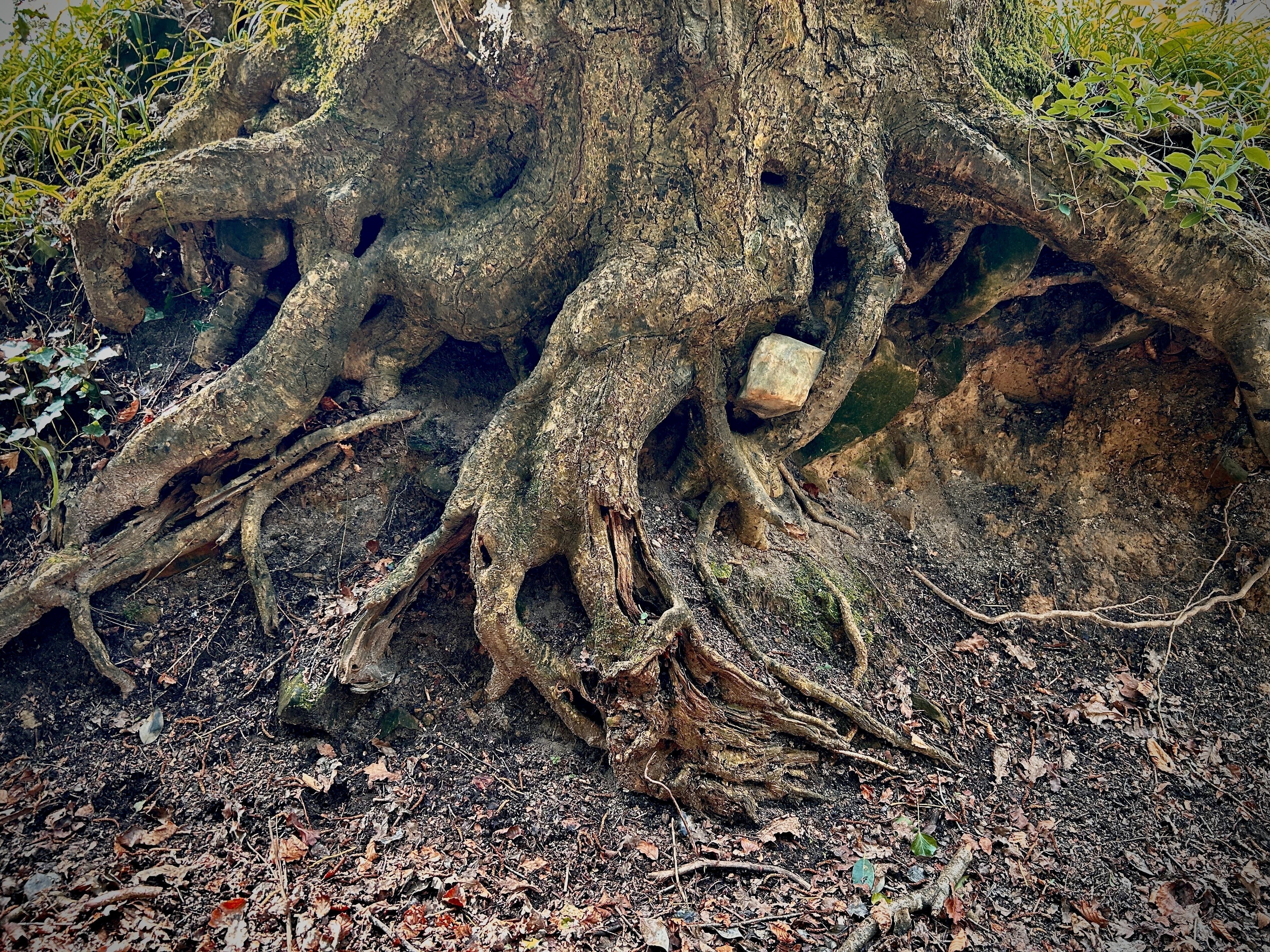 Arbre aux racines profondes symbolisant le travail de fond du reiki