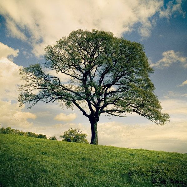 Grand arbre dans une plaine symbolisant l'épanouissement total