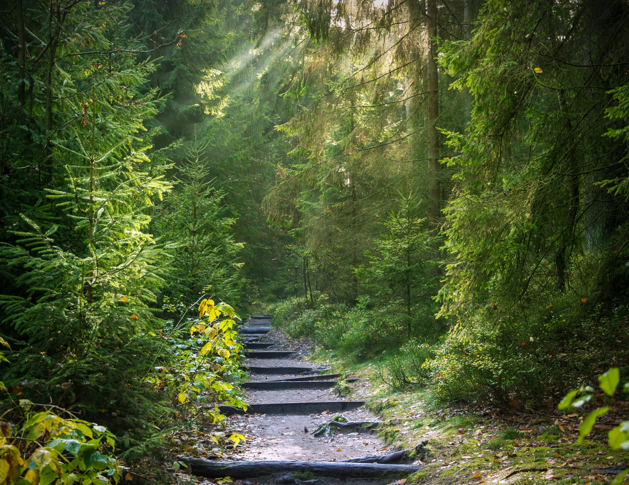 La lumière qui traverse les arbres symbolisant la clarté et la prise de conscience