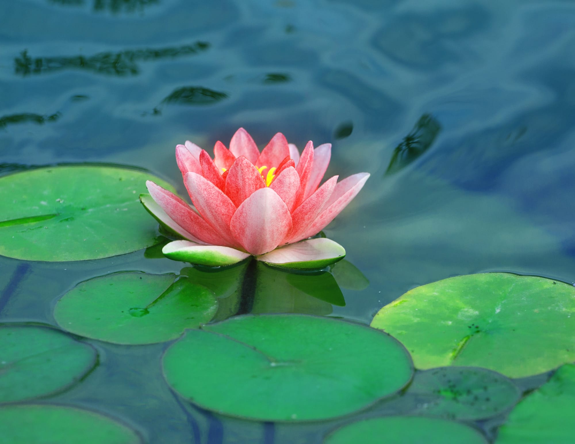 Fleur de lotus s'épanouissant au soleil sur l'eau pour la clarté et l'harmonie