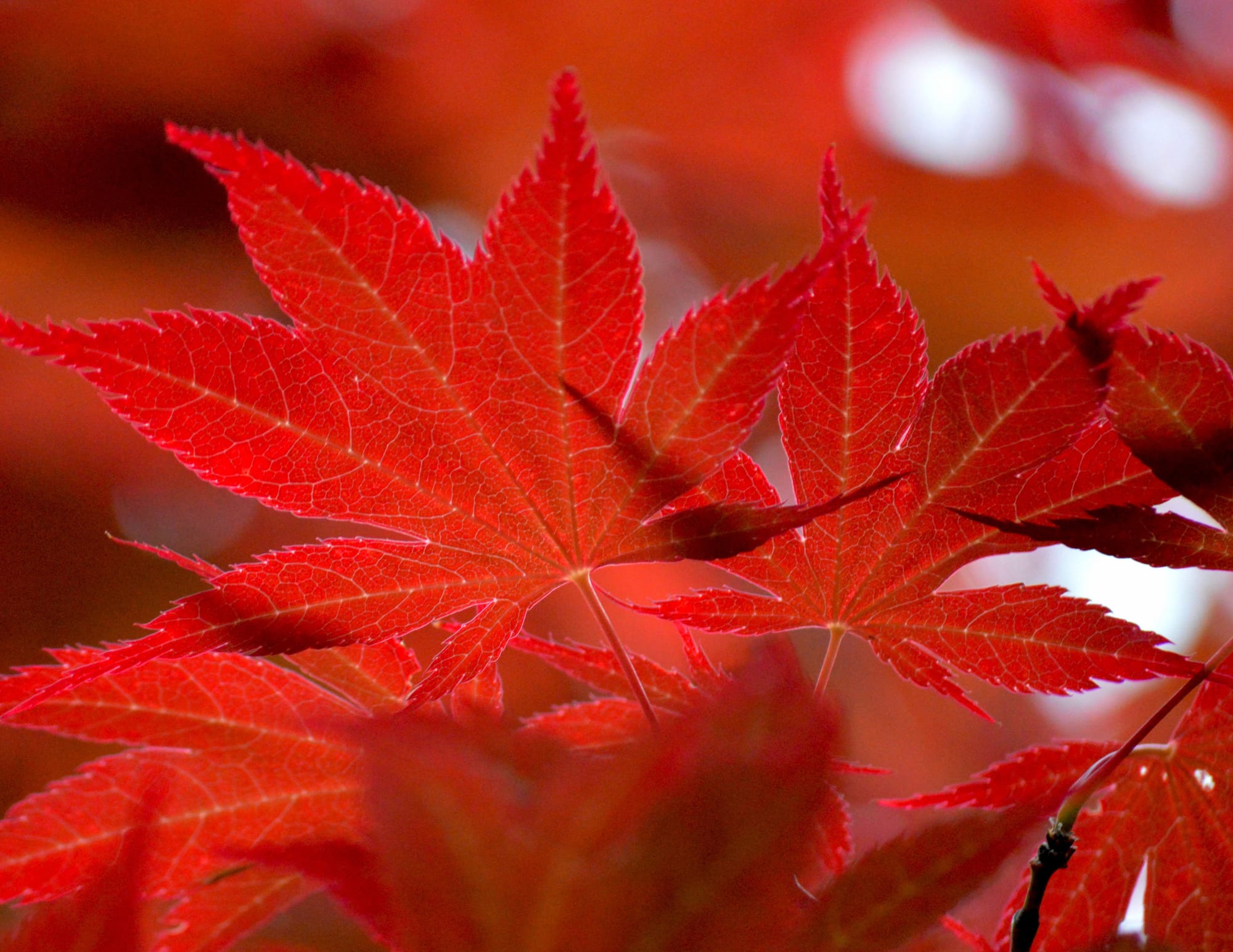 Couleur rouge associée au chakra racine